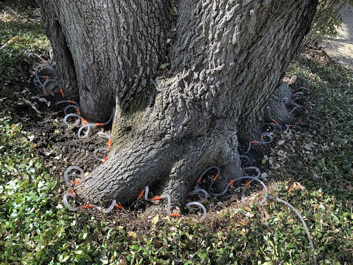Detailed Shrub and Hedge Trimming job site in Gustine